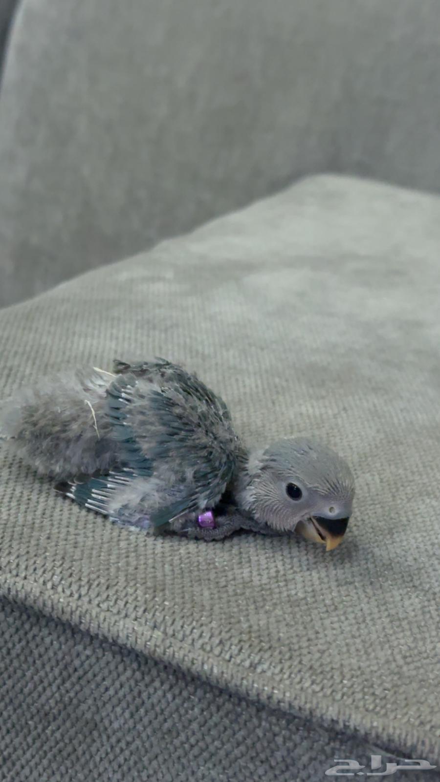 فروخ روز للبيع64232339030273111