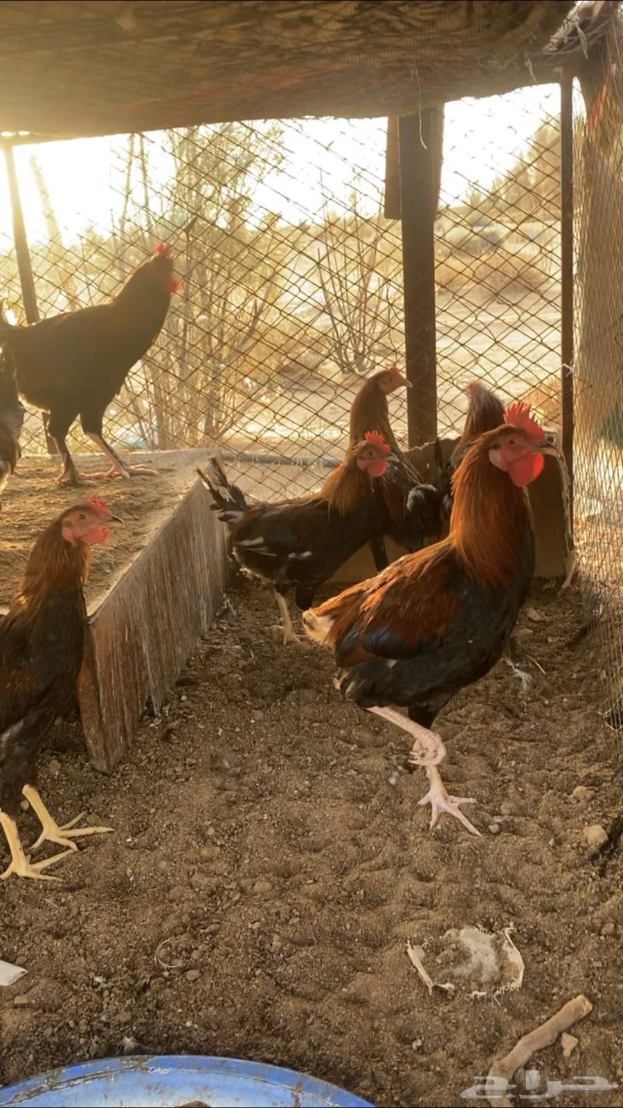 ديكه عربيه اصليه64245481441793112