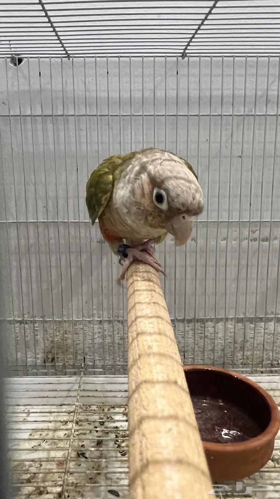 جوز كنيور منتج64235478991874113