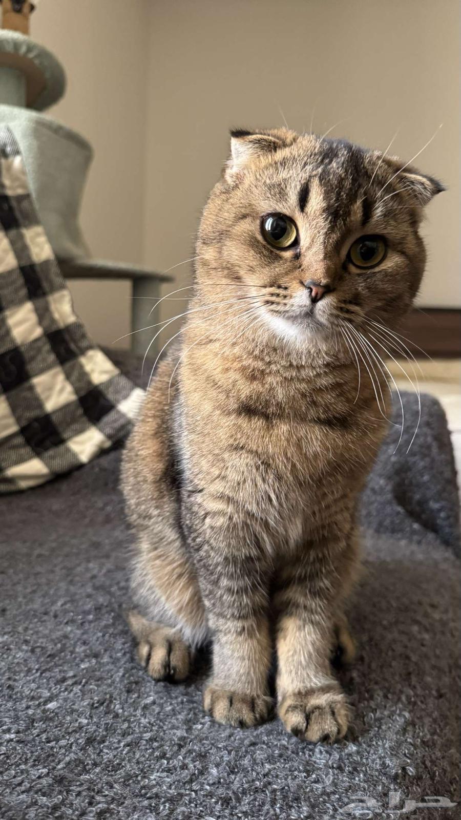 Scott Fold64245110548225113