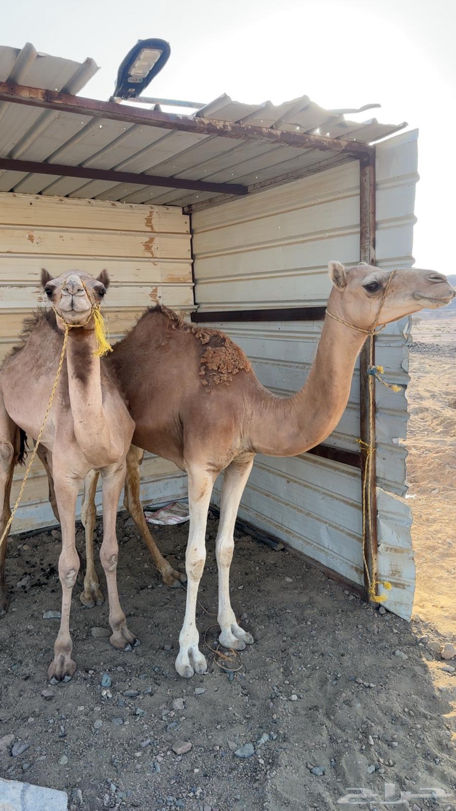 بكره حره للبيع64251394308481110