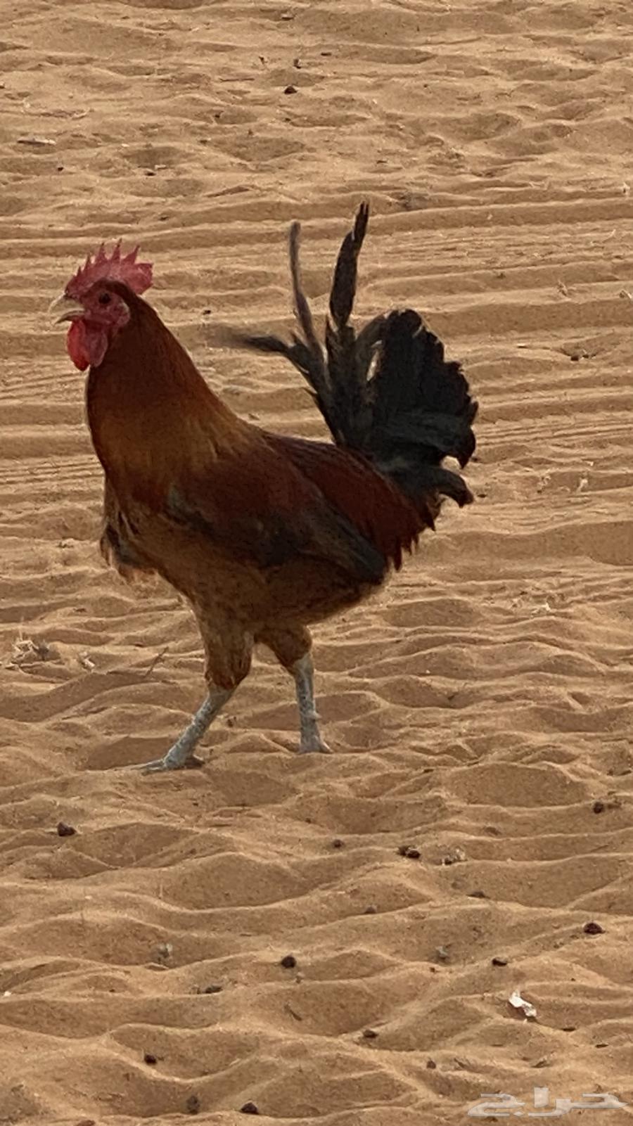 ديك للبيع شرط64251394064129111