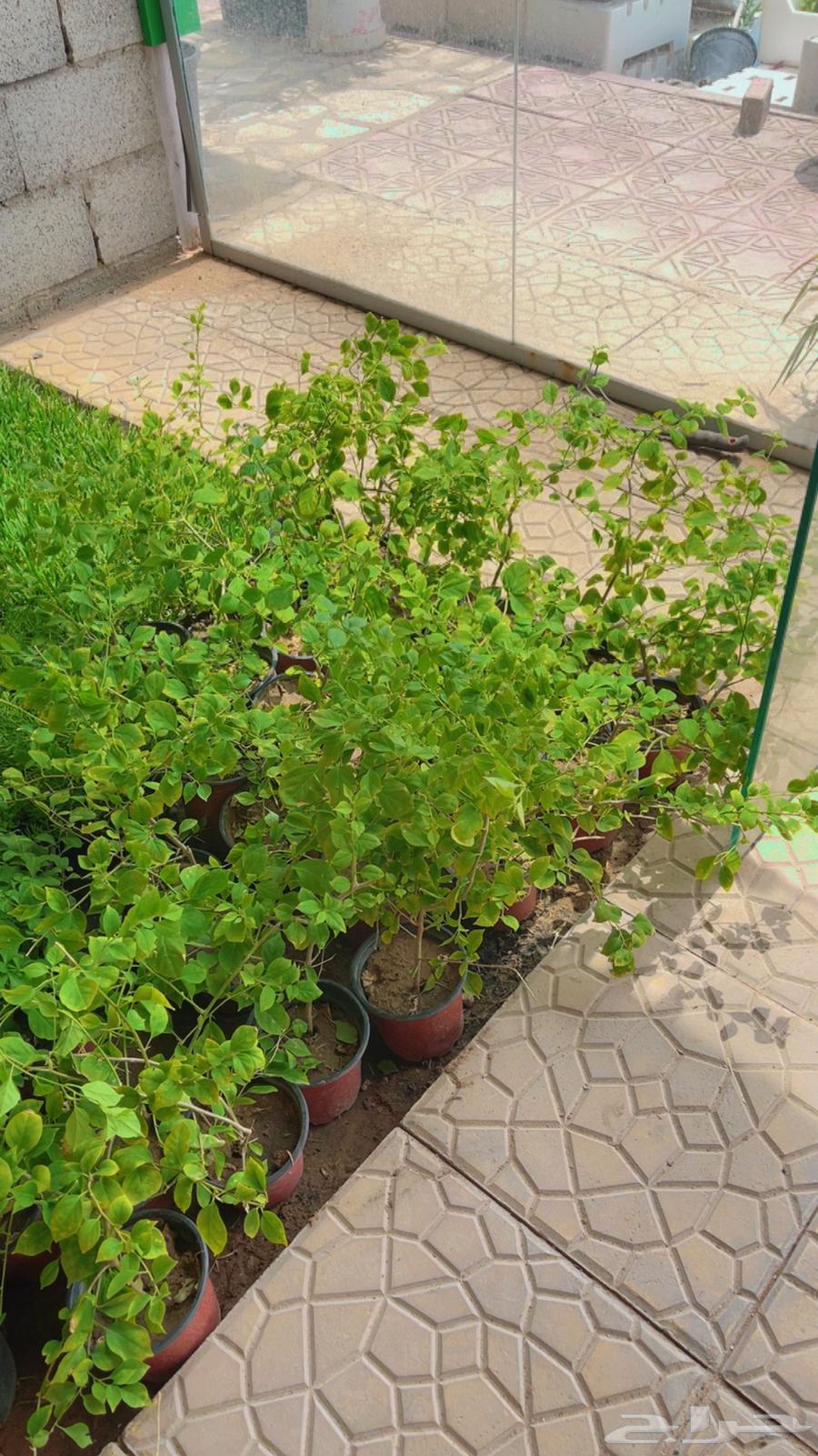 جهنمية شتلات جلابرا حجم كبير وصغير64242642402947111