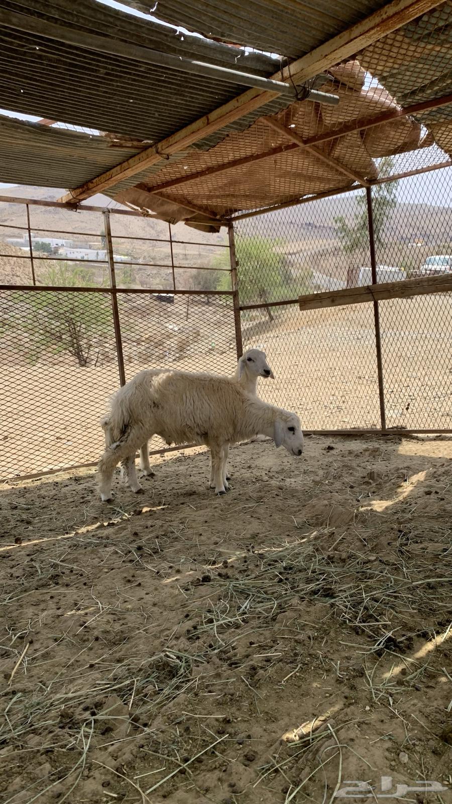 طليان وا رخال64239213271170114