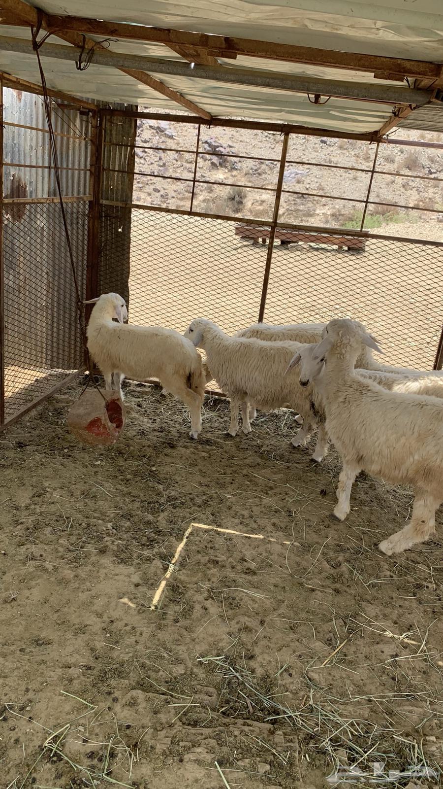 طليان وا رخال64239213271170112