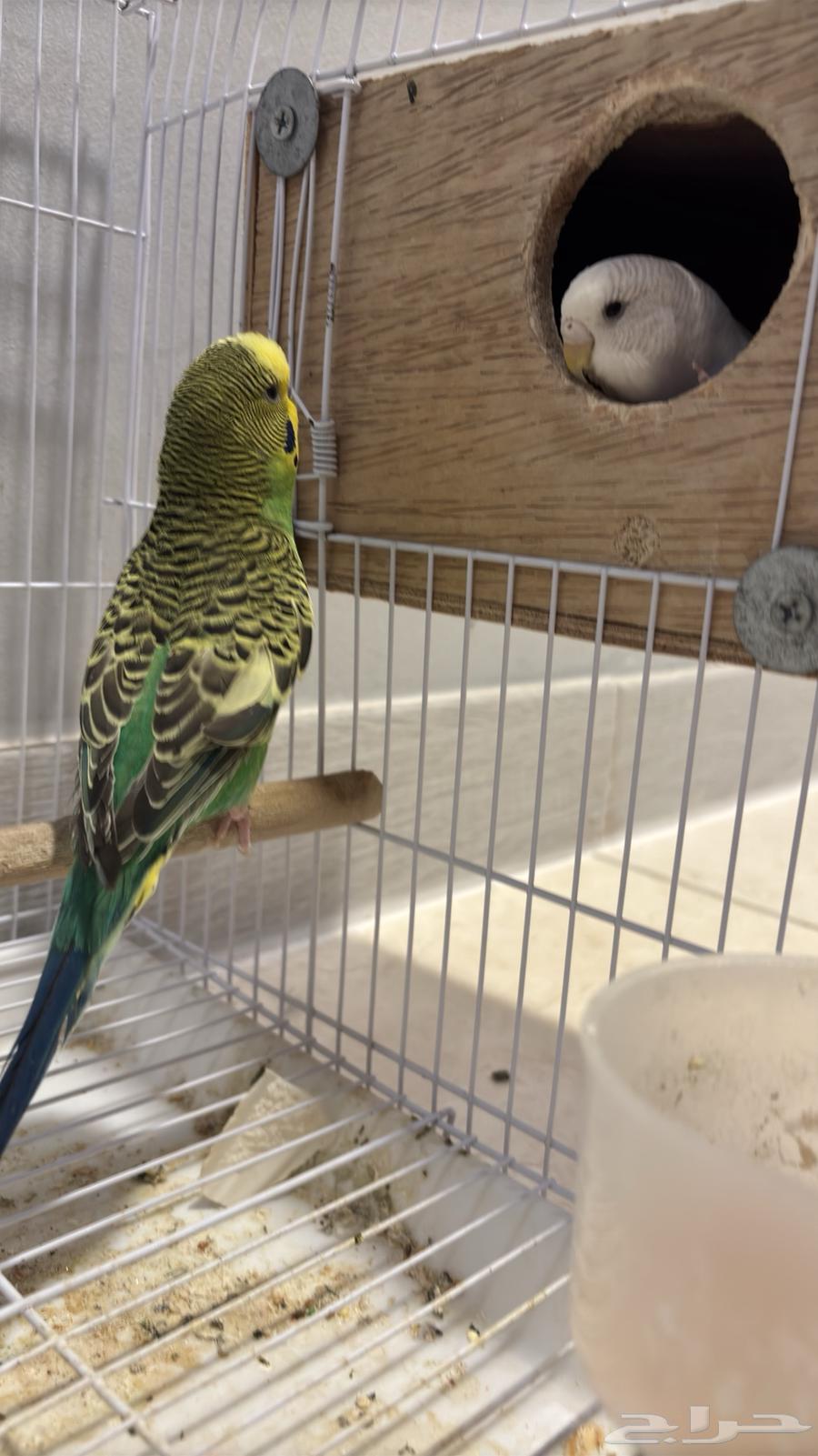 Badi's breeding pair (special offer)64237092503553113