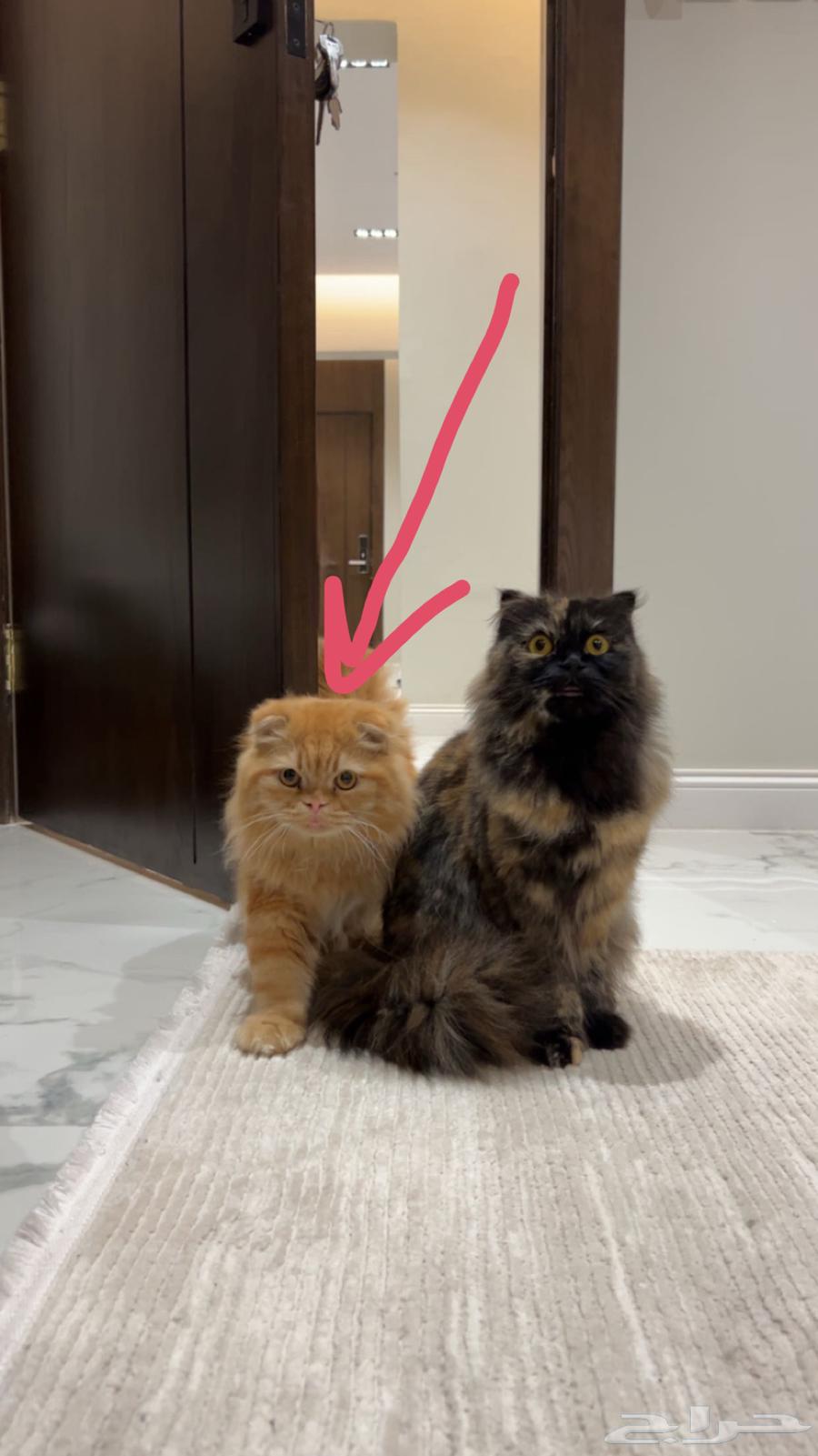 للبيع تبوك64245288788866110