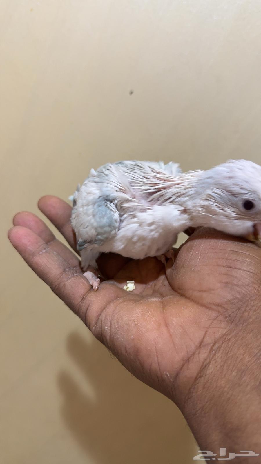 فرخ كويكر سنو وايت (( تم البيع )) تم البيع64248894995587114