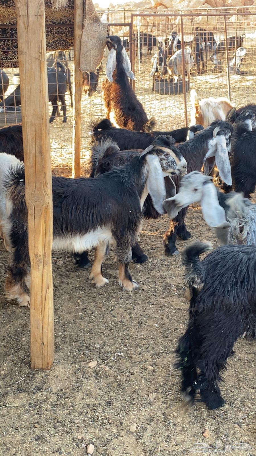 Tom's Crack Project Buck Goat64245797767297112