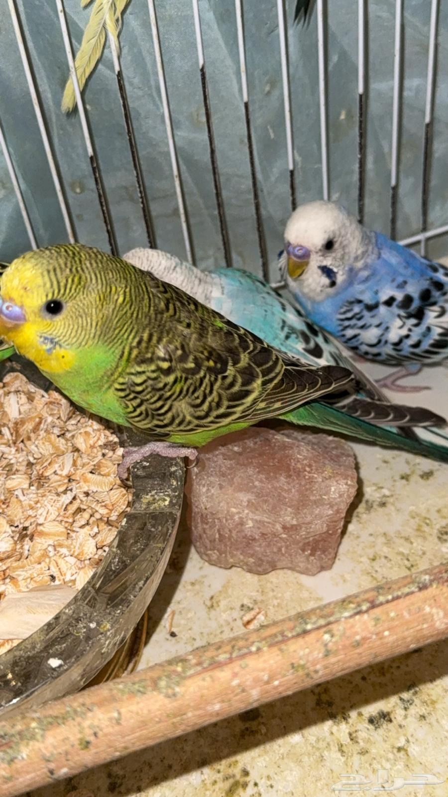 3 ذكور بادجي64232673526657112