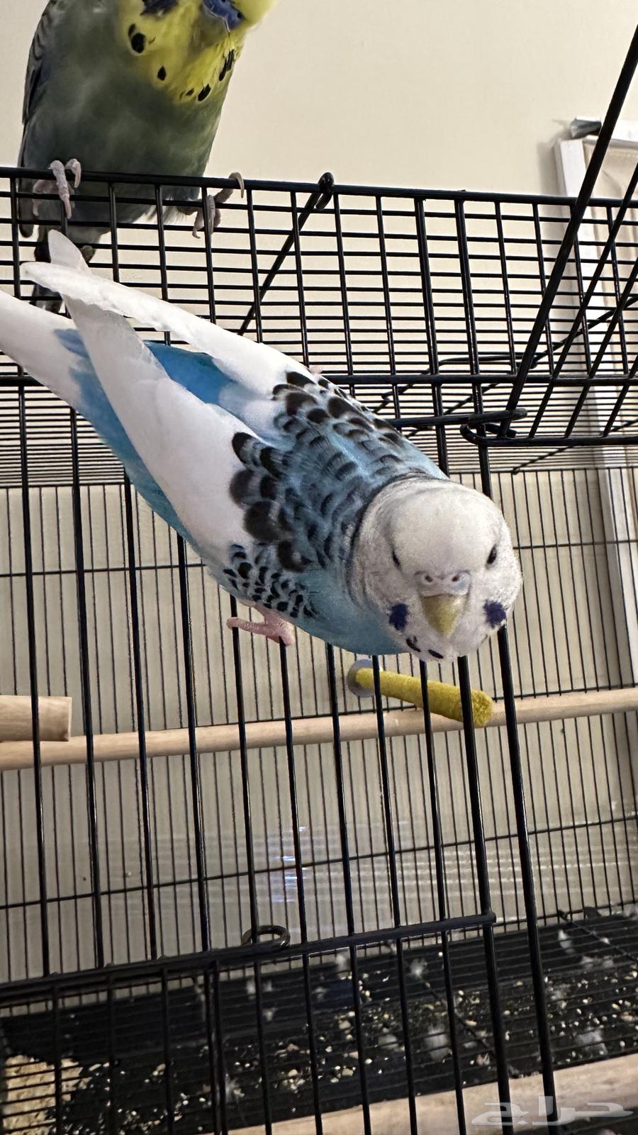 انثى بادجي أليفة64249847468417112