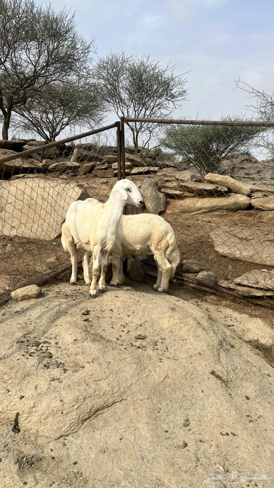 ذبائح للبيع الصحة شرط64238371751042113