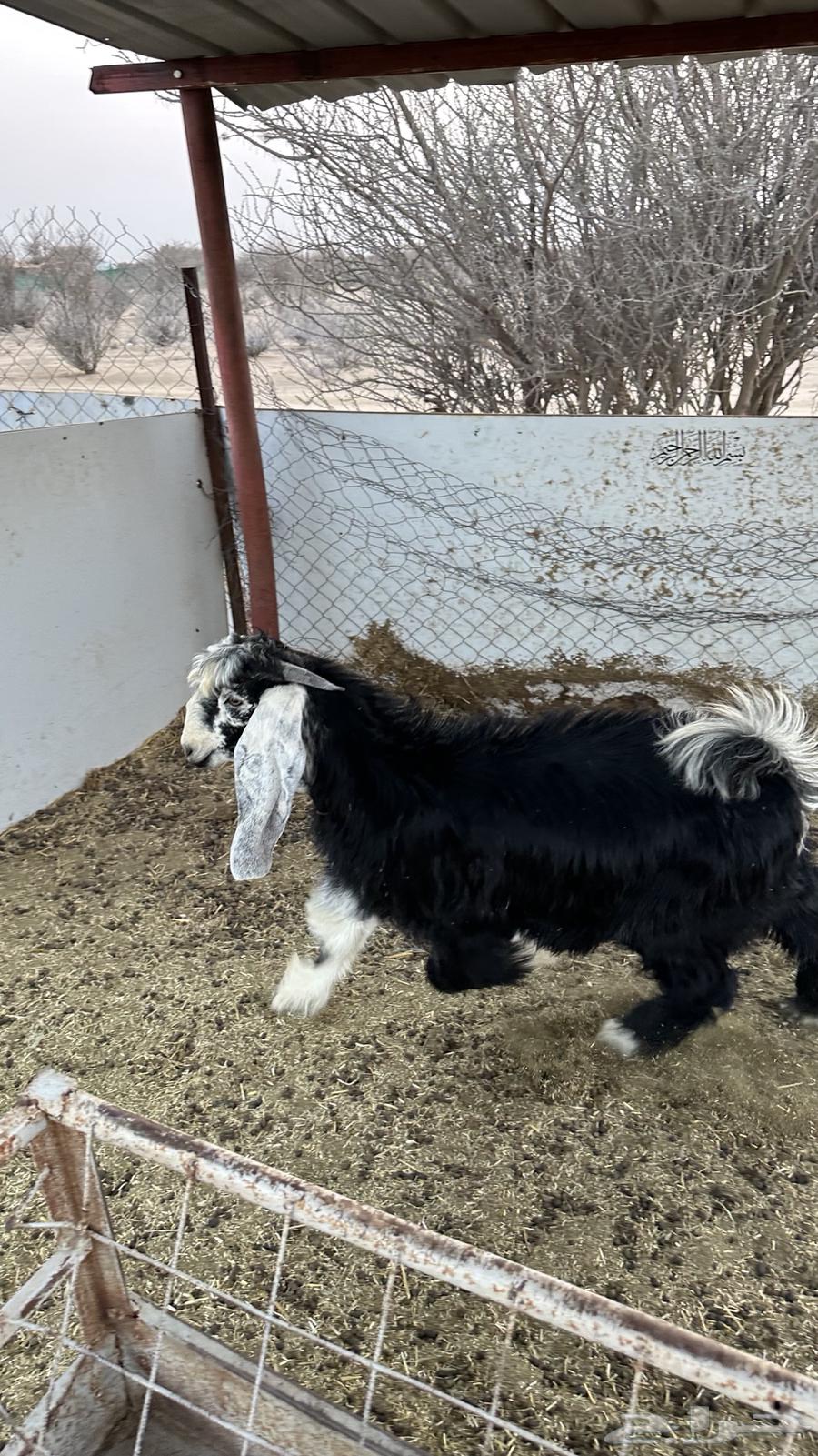 تيس عارضي للبيع64251711420545110