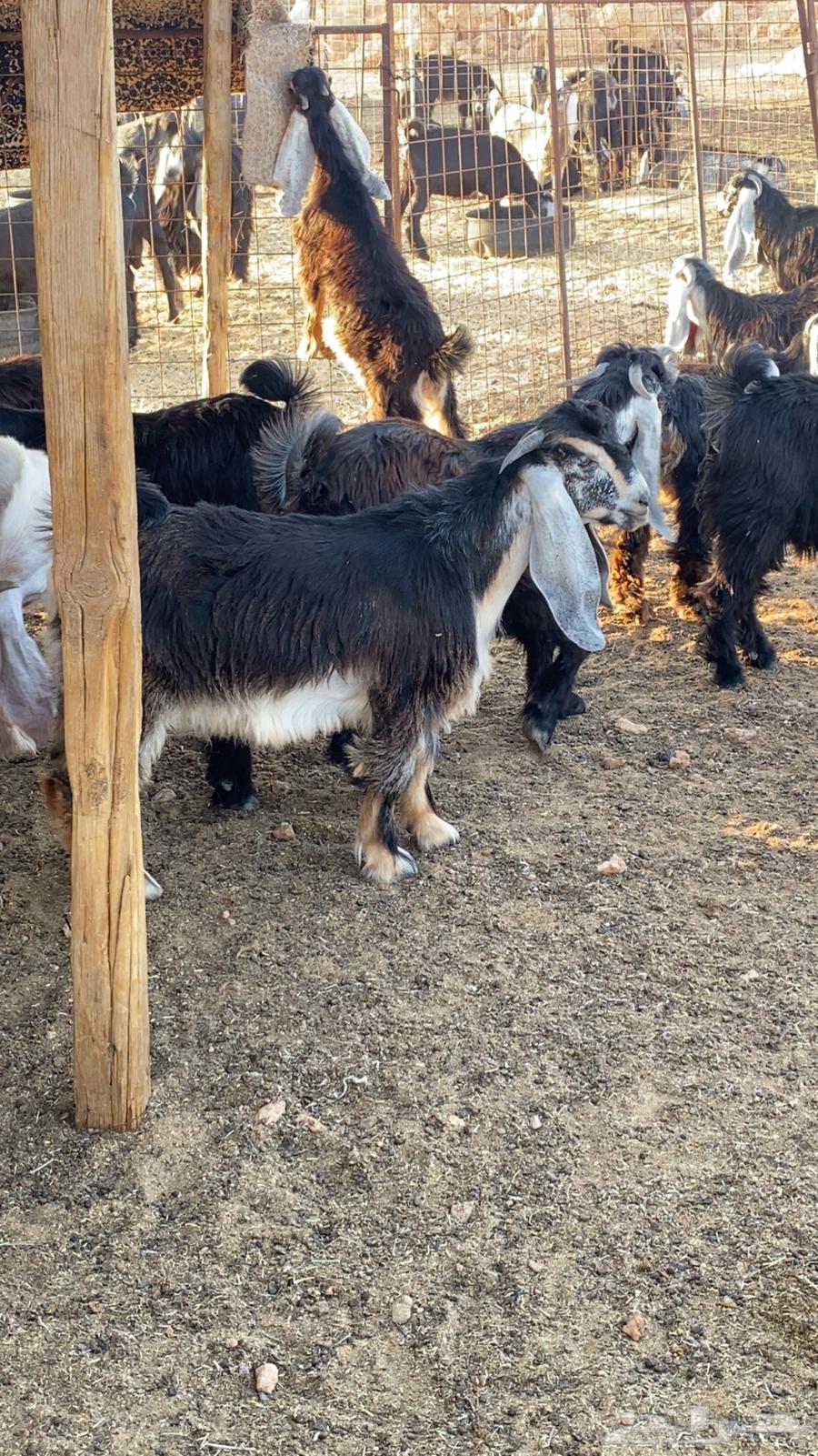 Tom's Crack Project Buck Goat64245797767297111