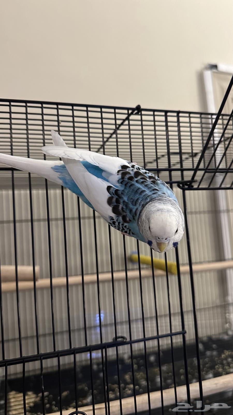 انثى بادجي أليفة64249847468417110