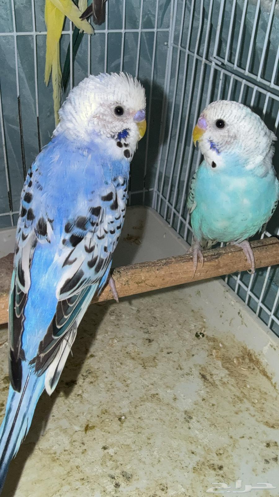 3 ذكور بادجي64232673526657114