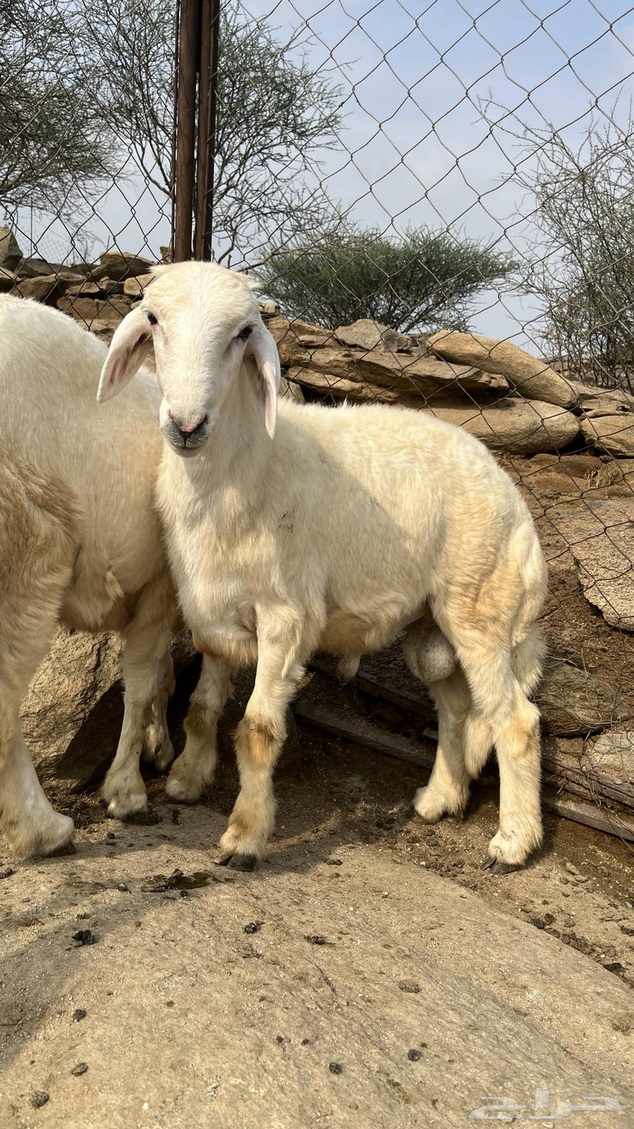 ذبائح للبيع الصحة شرط64238371751042111