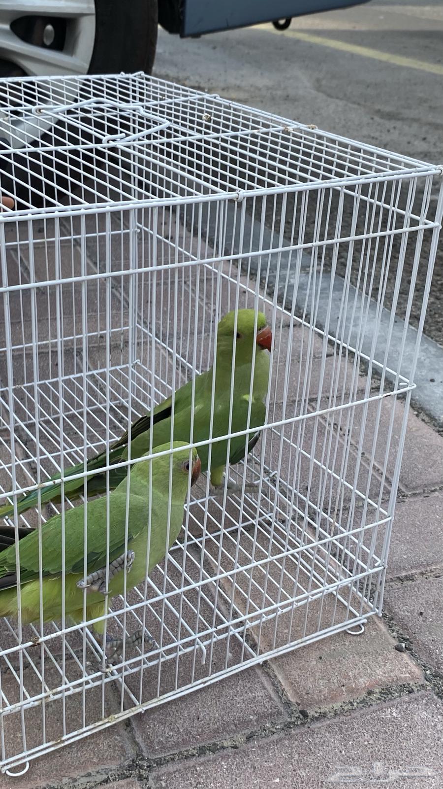 (تم  البيع)64249424391297110