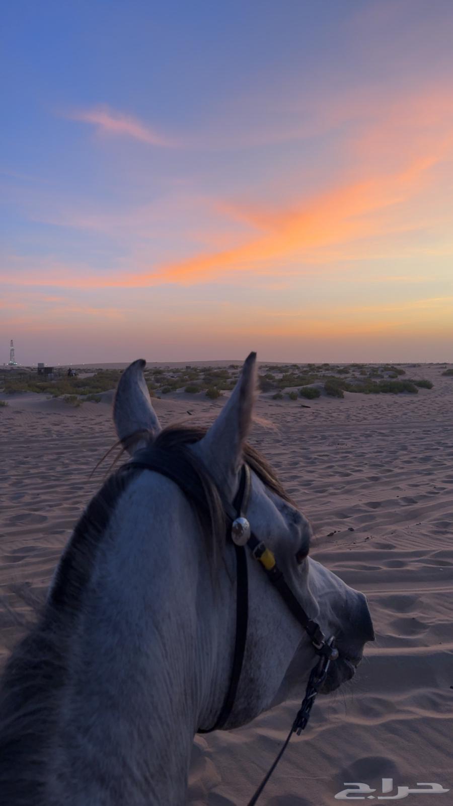 تدريب ركوب خيل64242090571777110