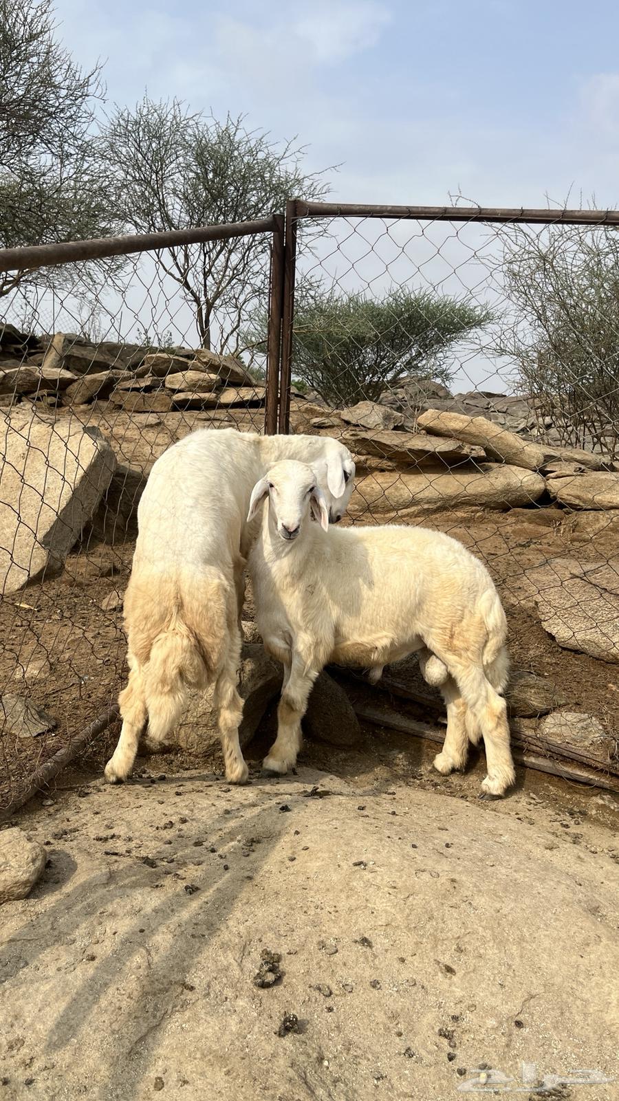 ذبائح للبيع الصحة شرط64238371751042112