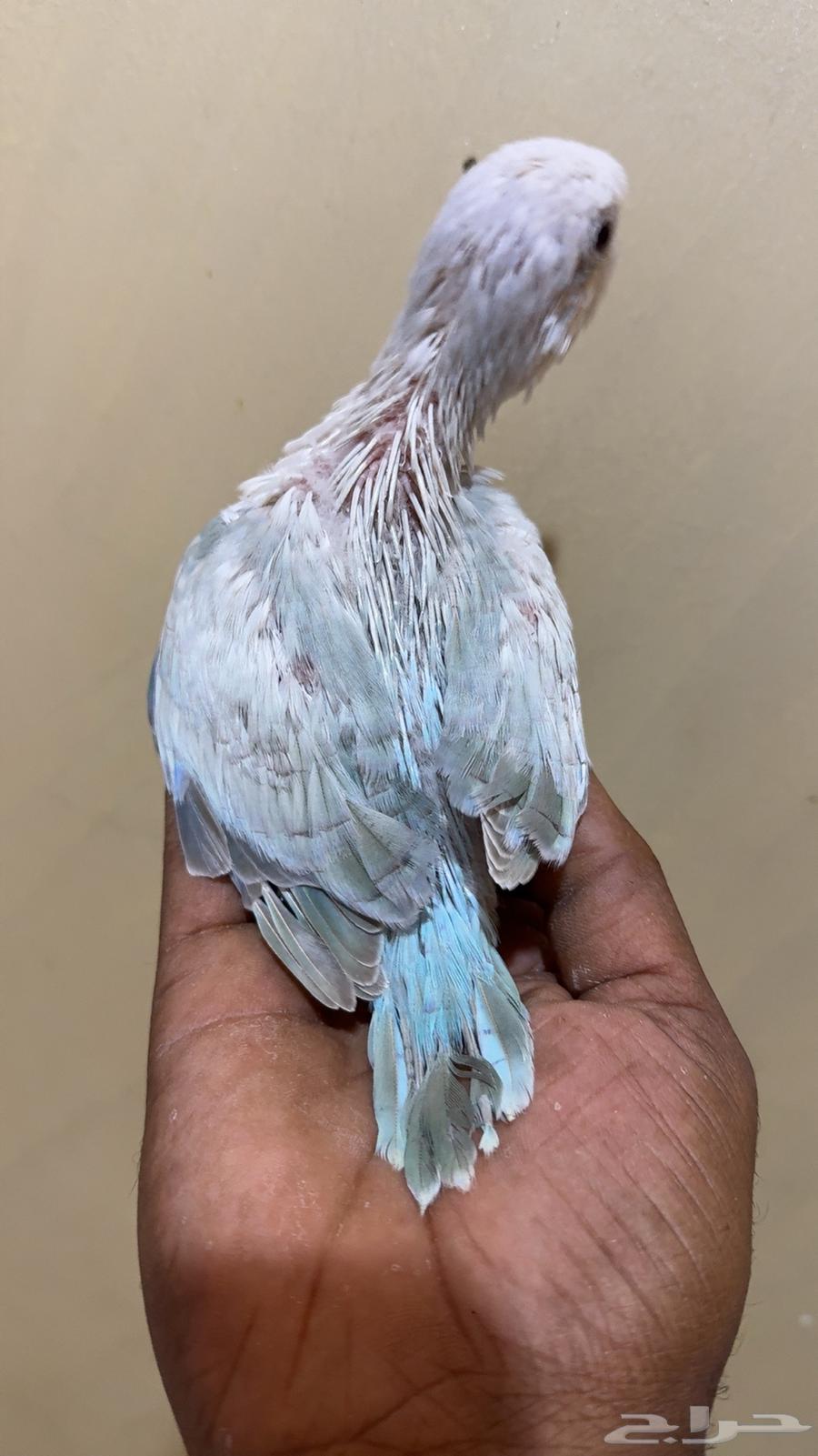 فرخ كويكر سنو وايت (( تم البيع )) تم البيع64248894995587113