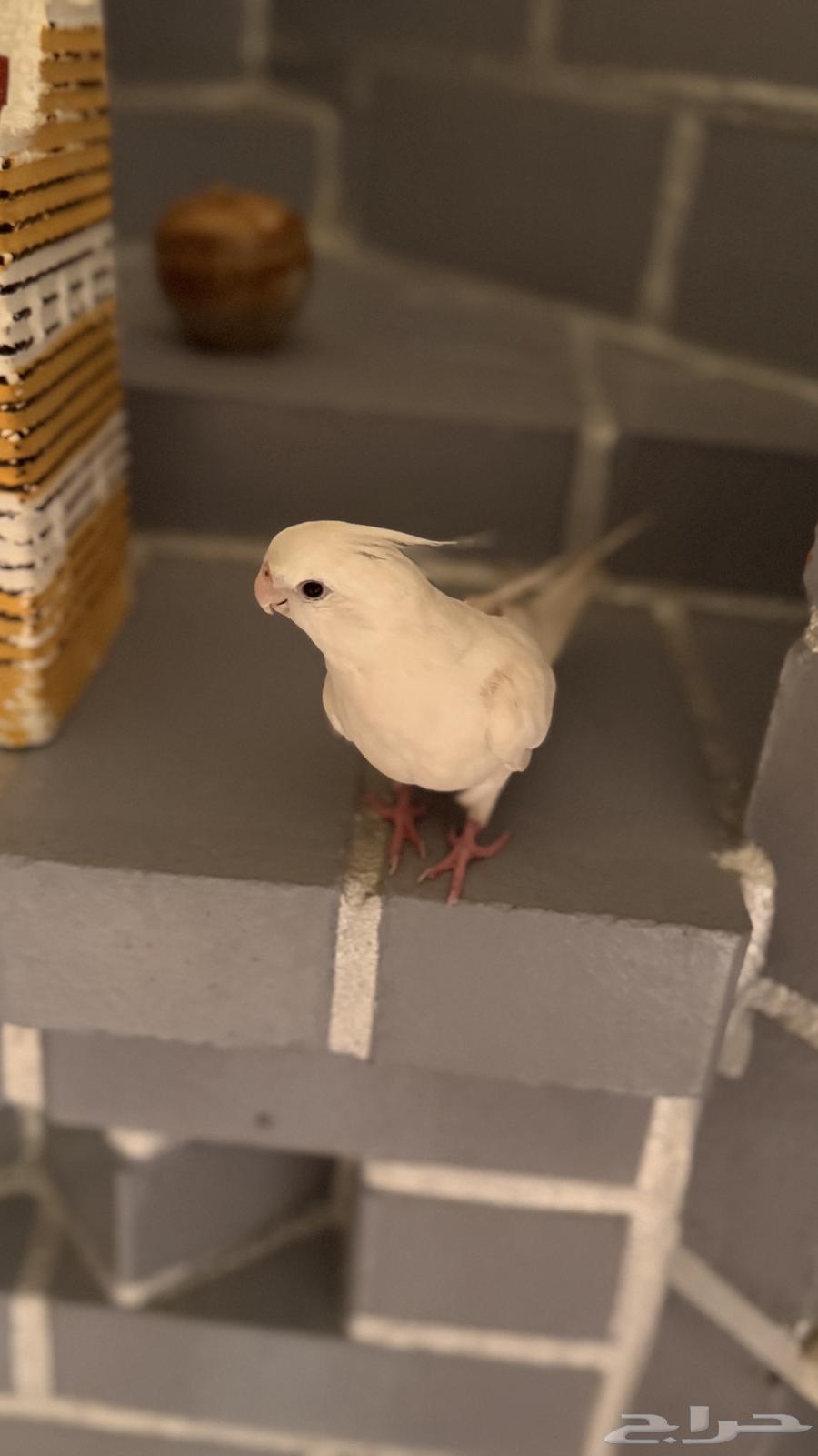 كروان البينو هدد64236283465474111