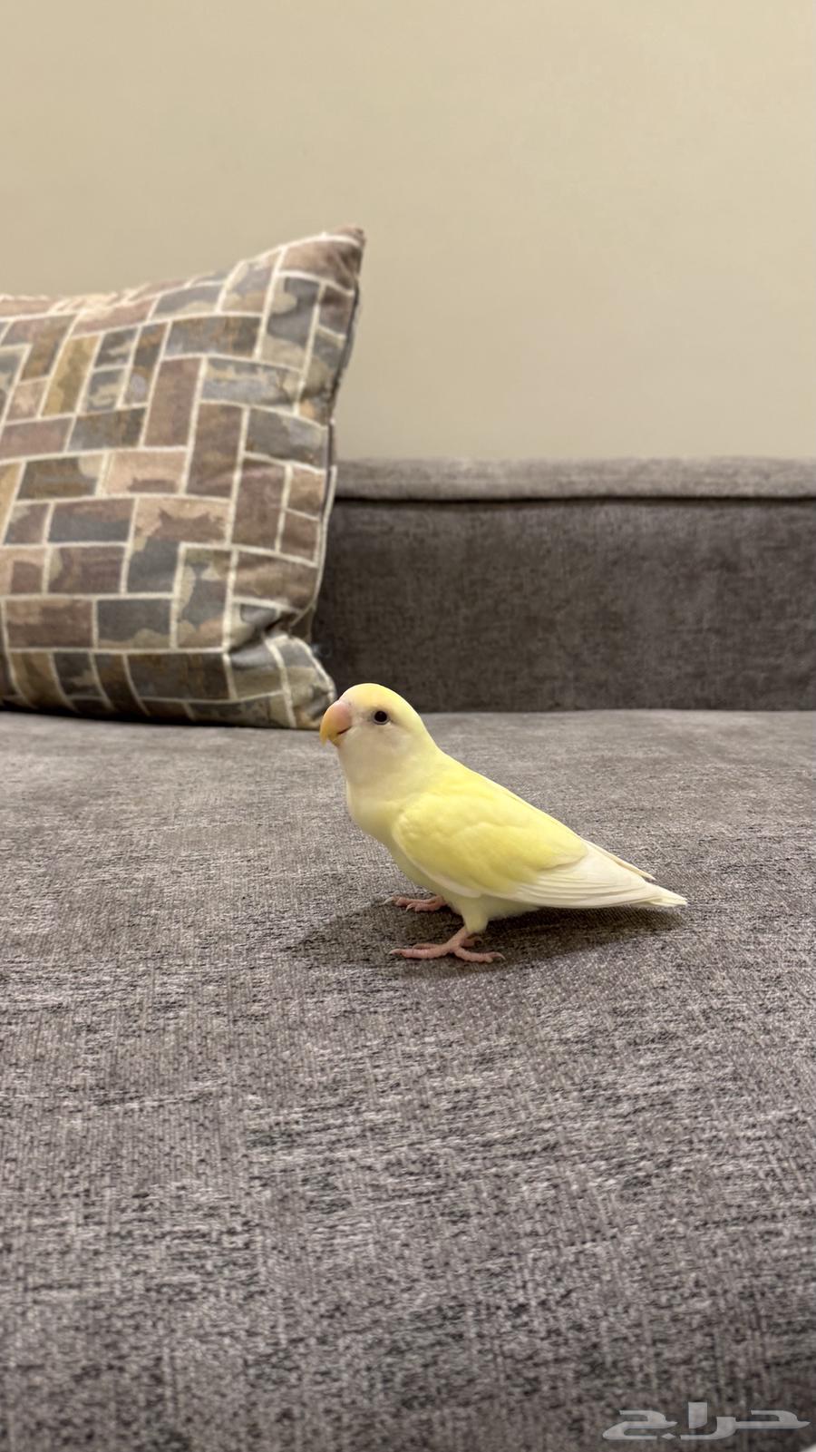 روز للبيع64240396581379112