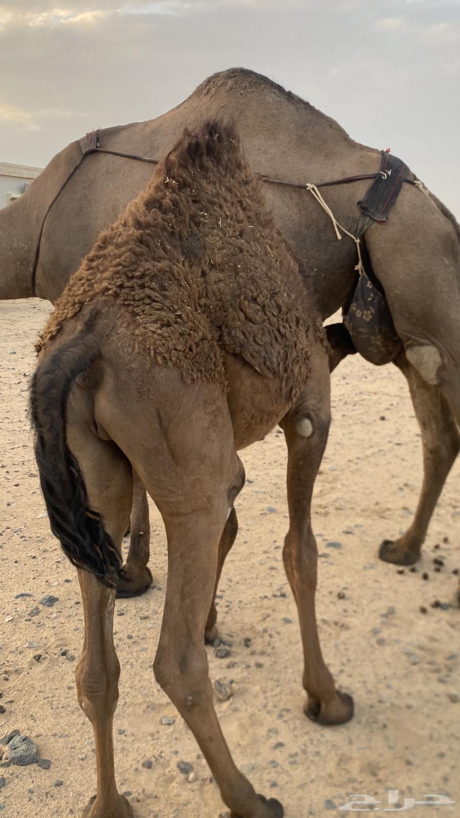 للبيع قعود شحم64252024172673111