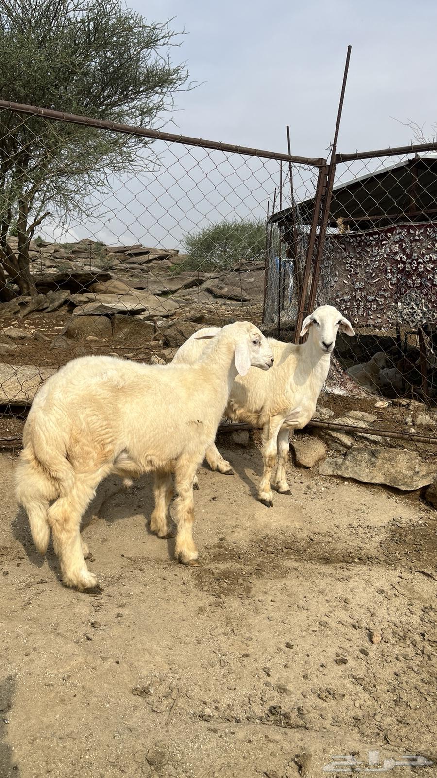 ذبائح للبيع الصحة شرط64238371751042110