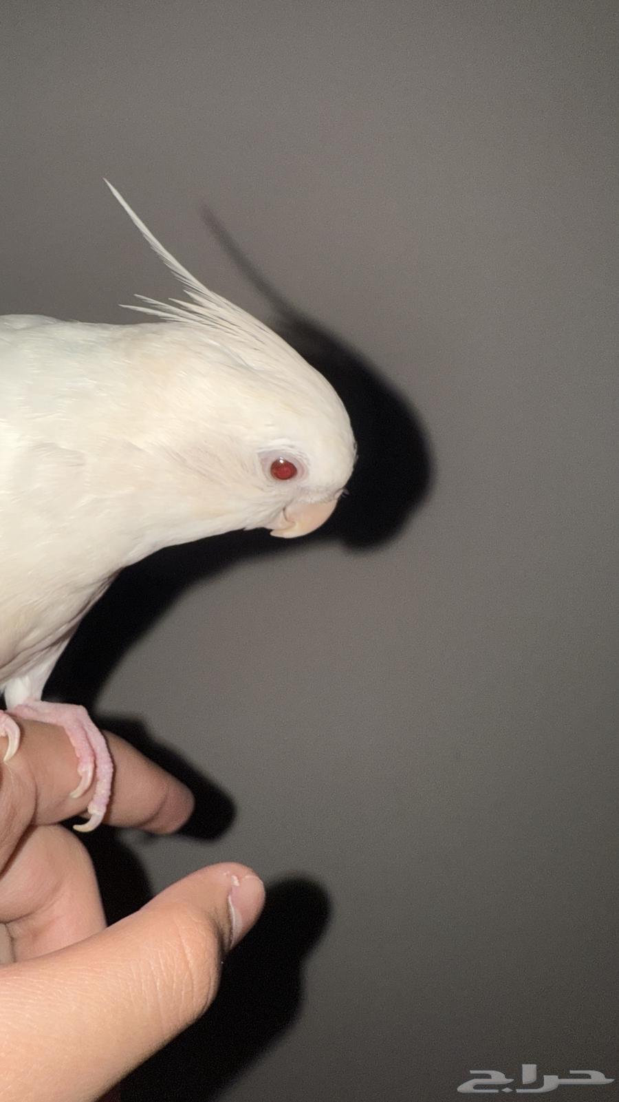 كروان البينو هدد64236283465474112