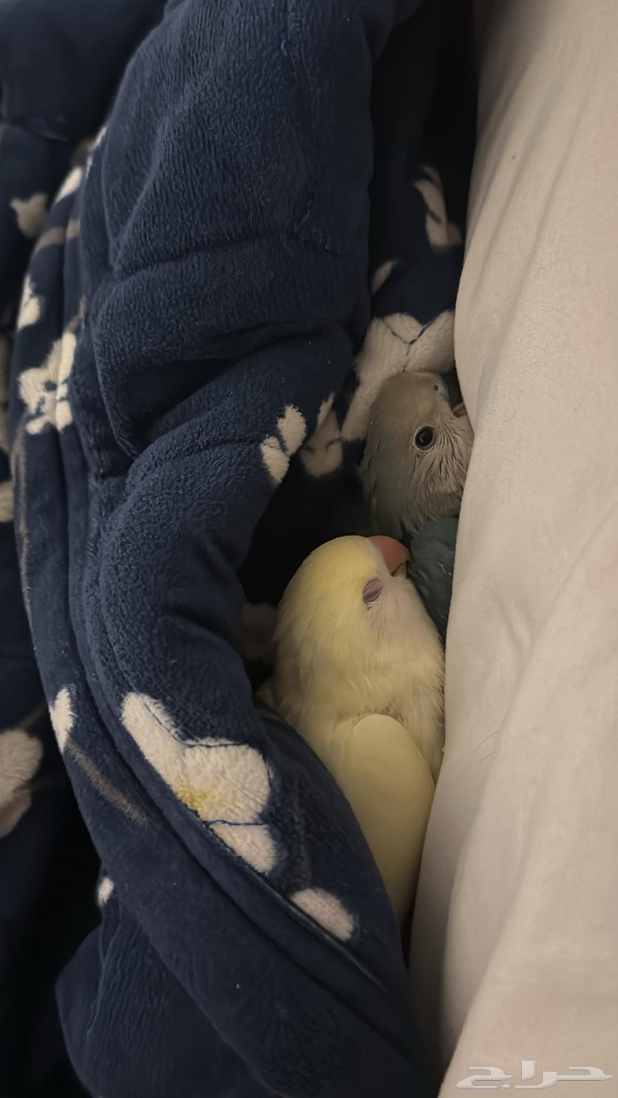 روز للبيع64240396581379114