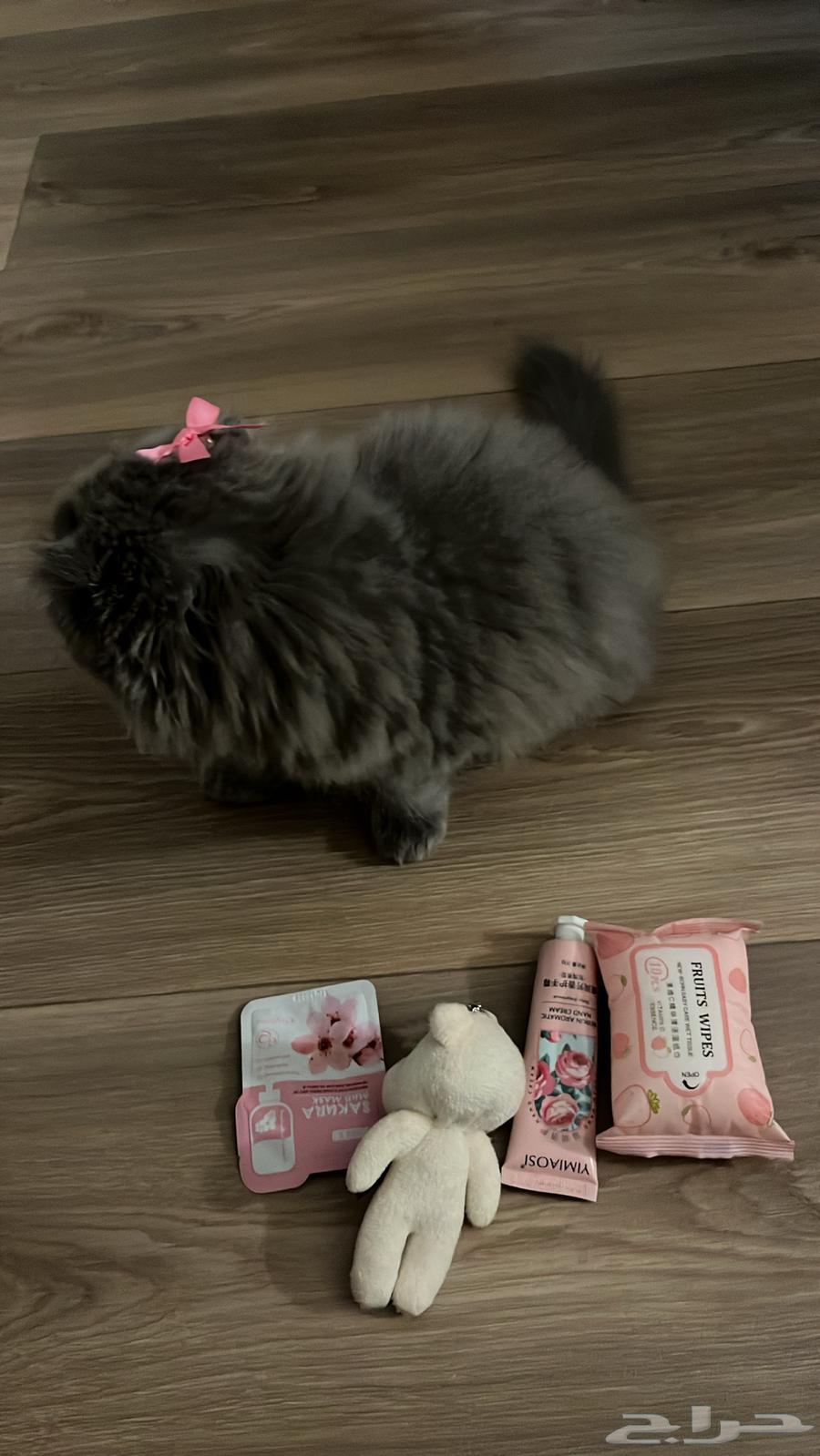 للبيع سكوتش انثى صغيره64240713448193113