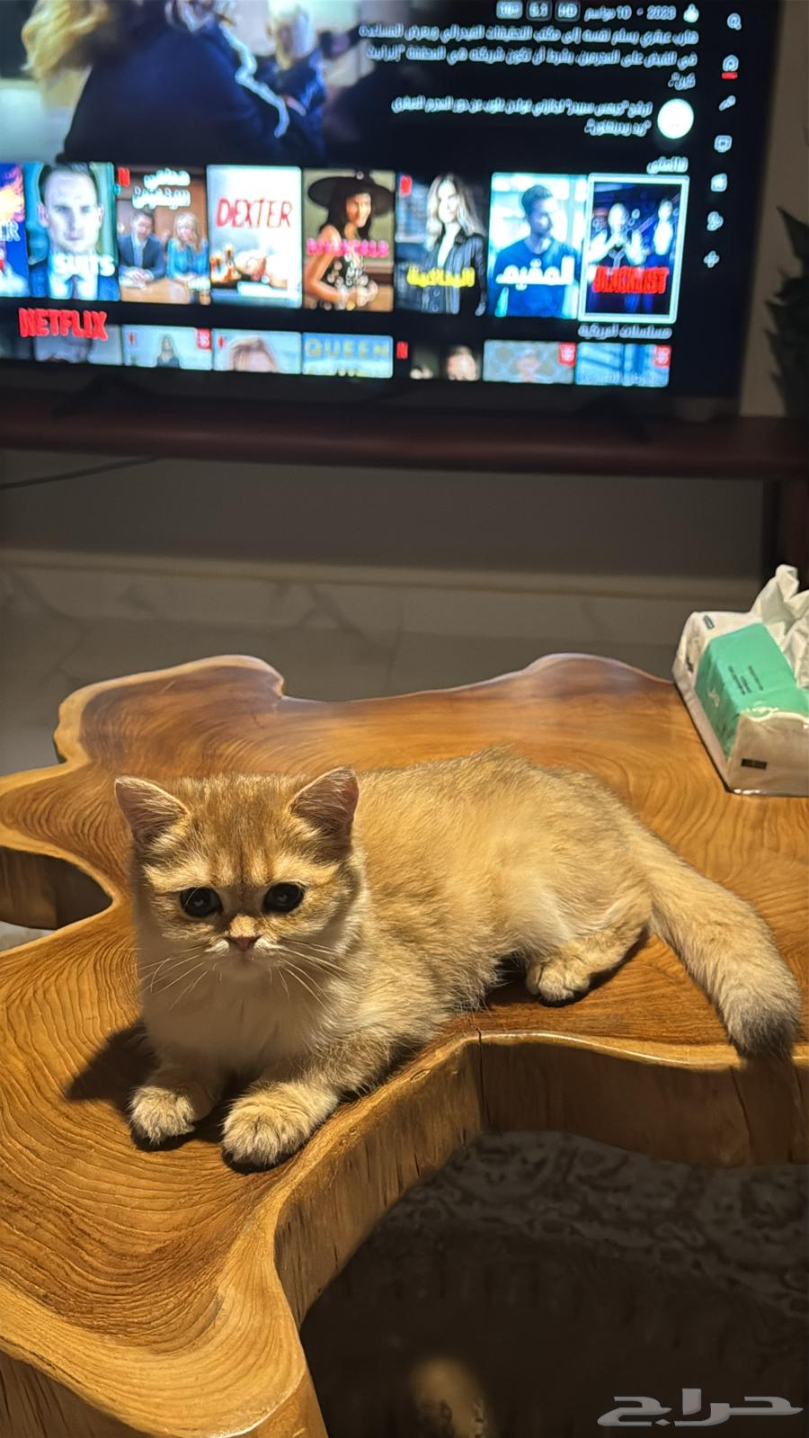 قطة انثى سكوتش ستريت كيتن بيور ام واب مسجلين64241069345026110