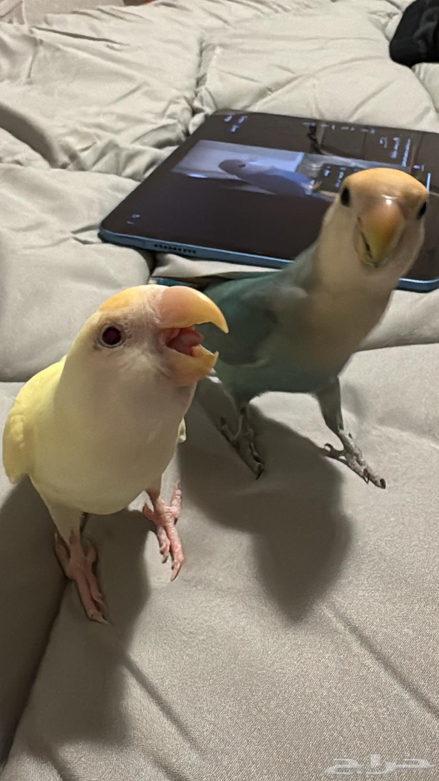 روز للبيع64240396581379113