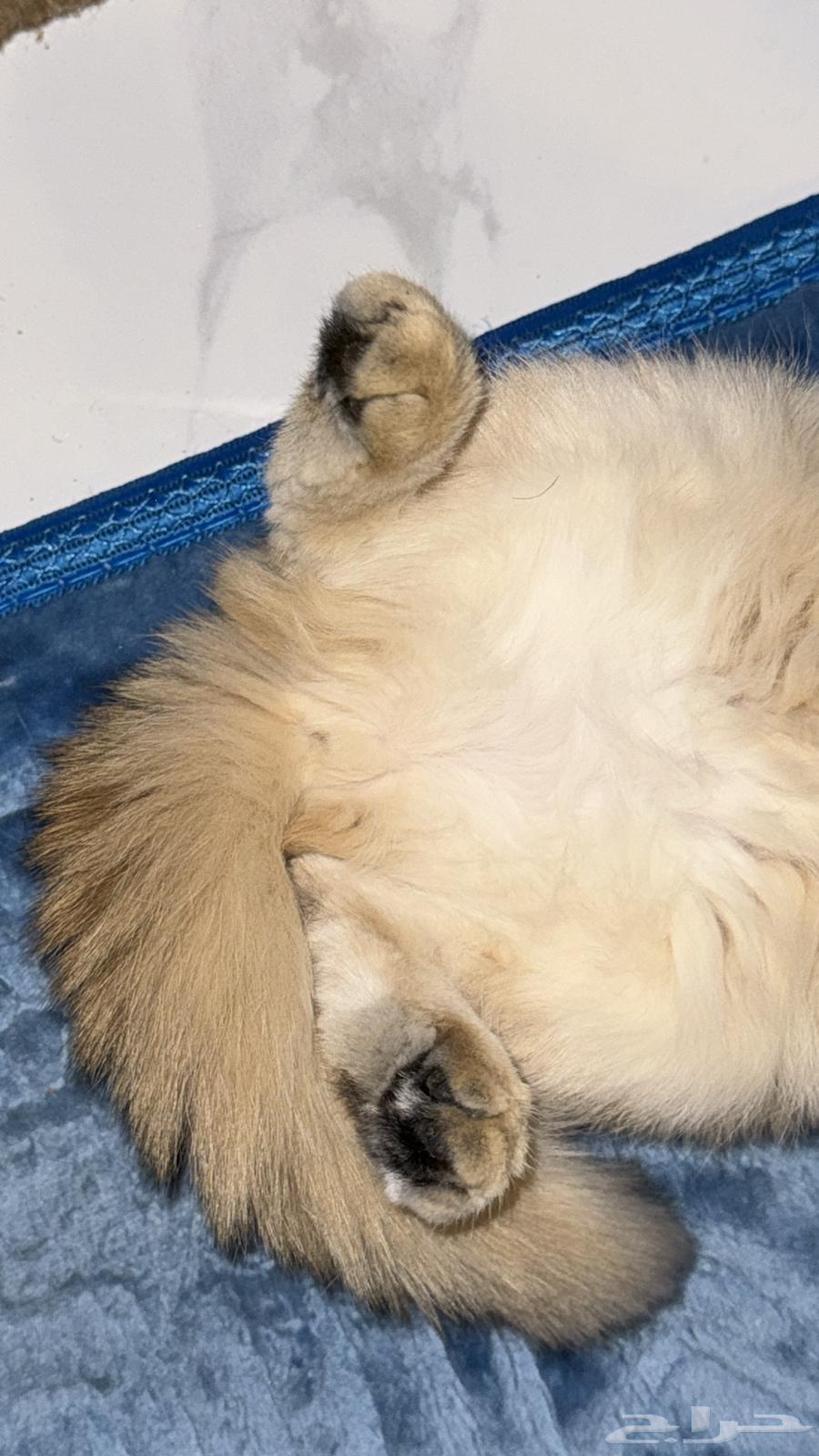 قطة انثى سكوتش ستريت كيتن بيور ام واب مسجلين64241069345026114