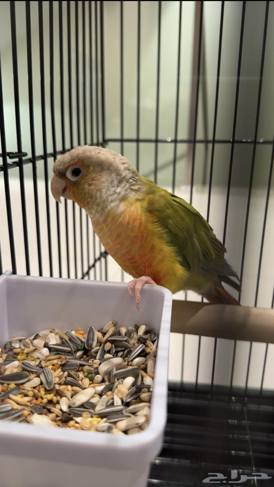 ببغاء كنيور الوانه زاهيه64232010718977110