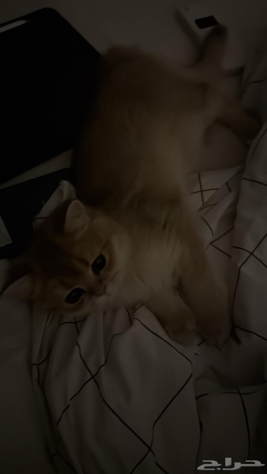 قطة انثى سكوتش ستريت كيتن بيور ام واب مسجلين64241069345026113