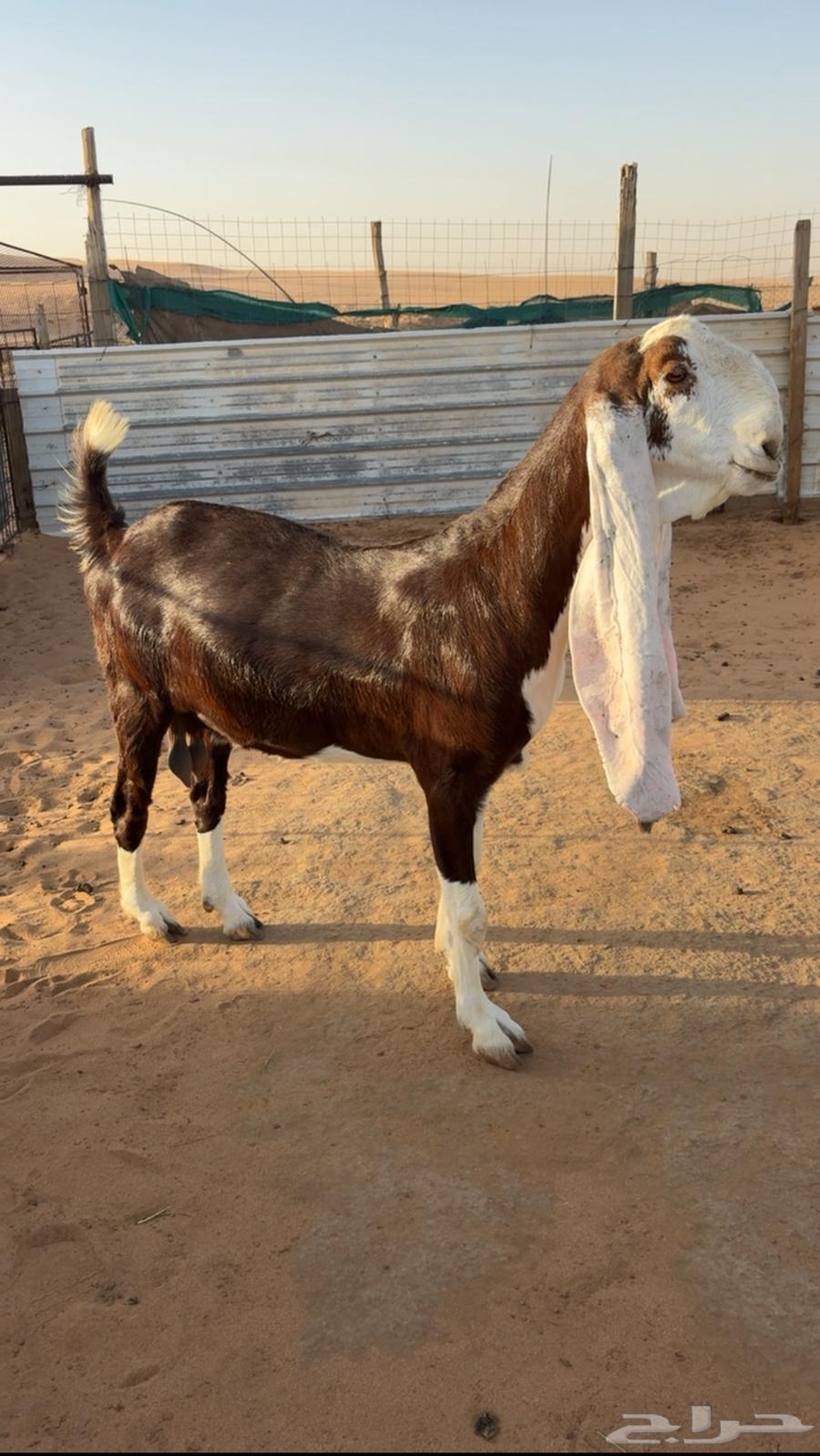 للبيع عنز حجازيه خصمم64246141935105110