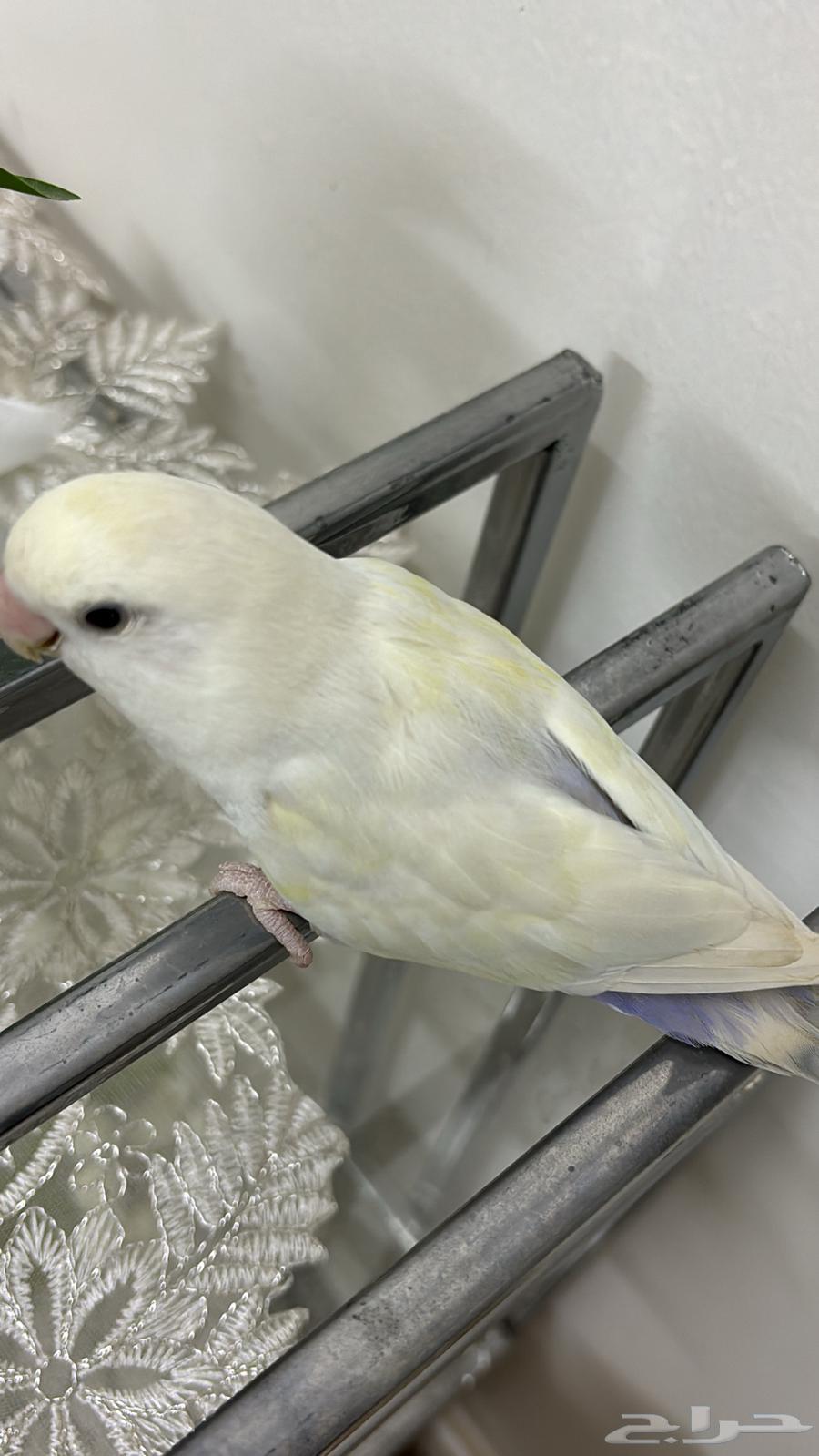 Bird of the day64236685394433112