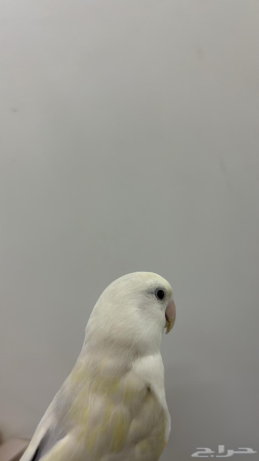 Bird of the day64236685394433110