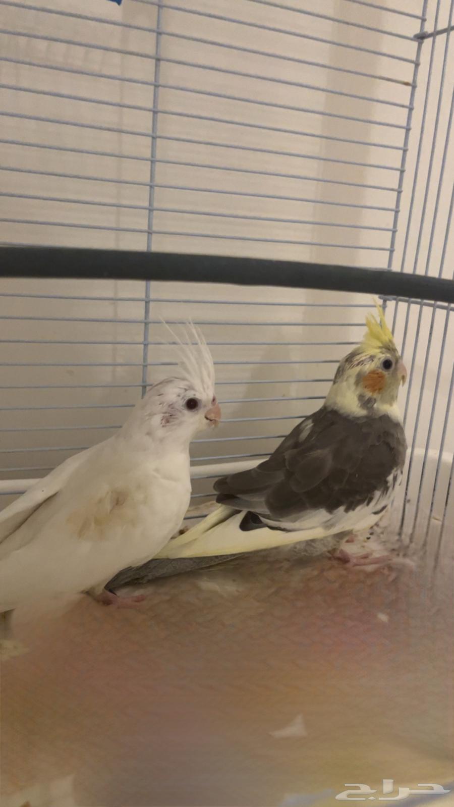 فروخ كوكتيل64252023742466110