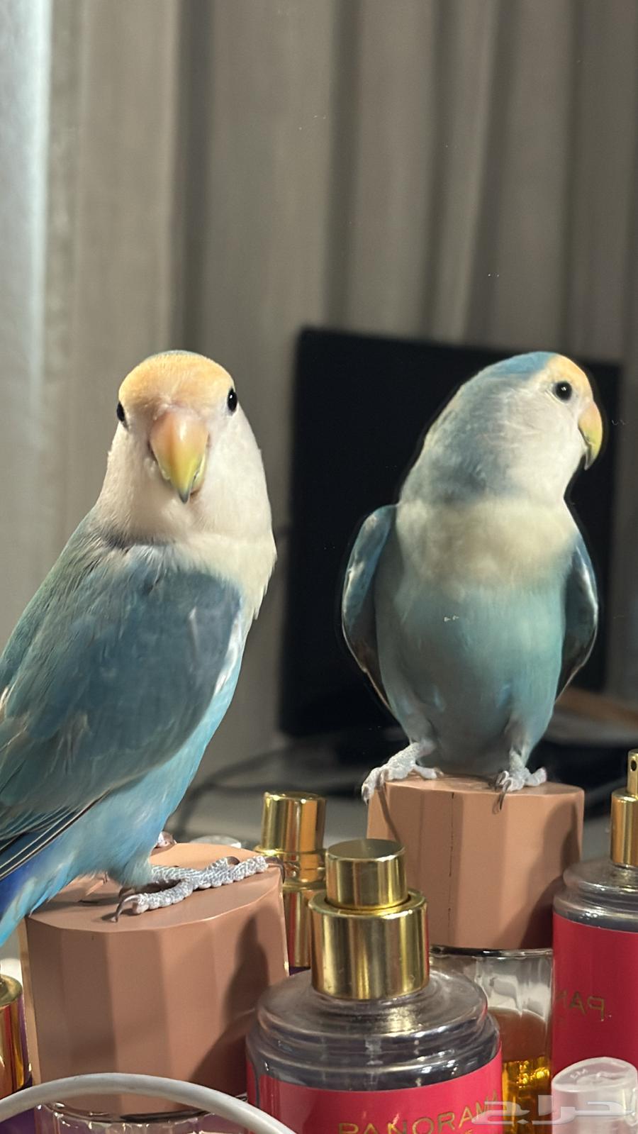 روز للبيع64240396581379111