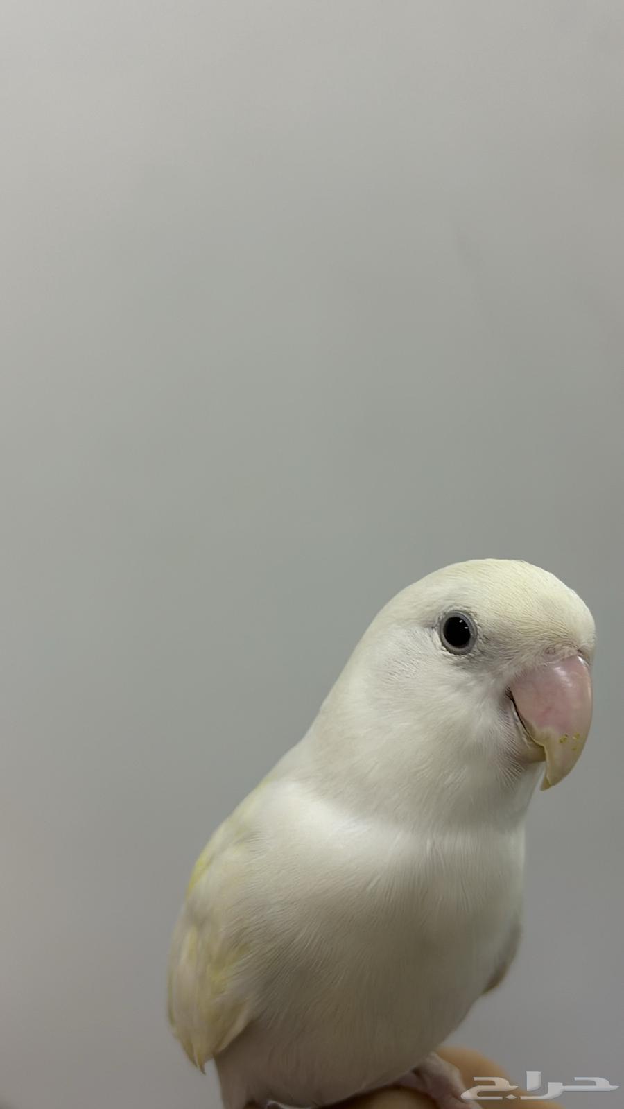 Bird of the day64236685394433111