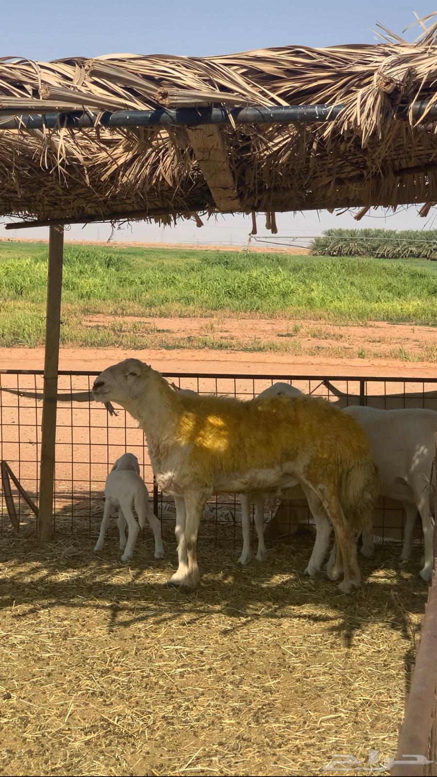 فحل حري صنف64242629373953110