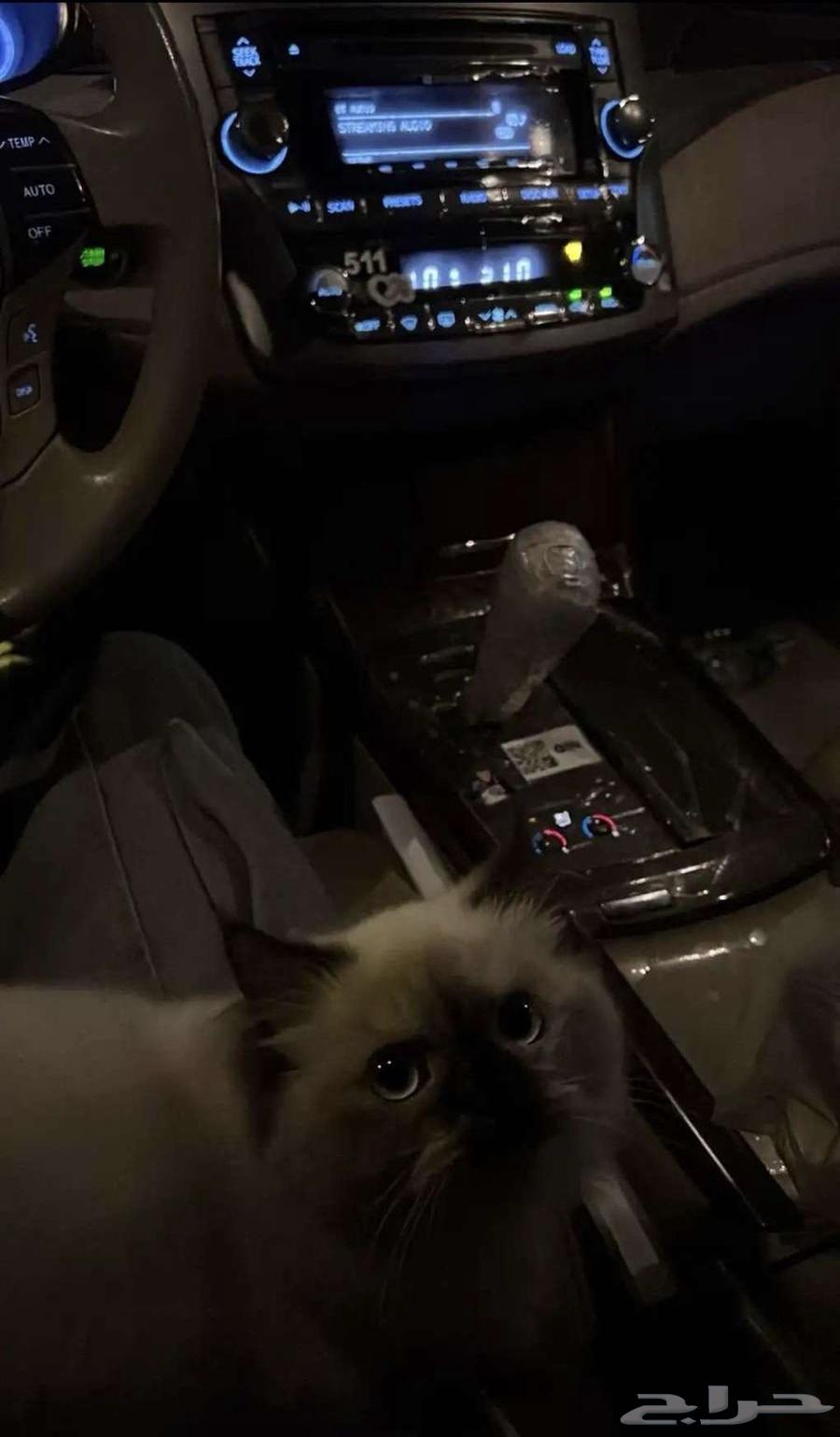 Female Basra cat, 9 months old, name is Candy with her belongings64242264132097112