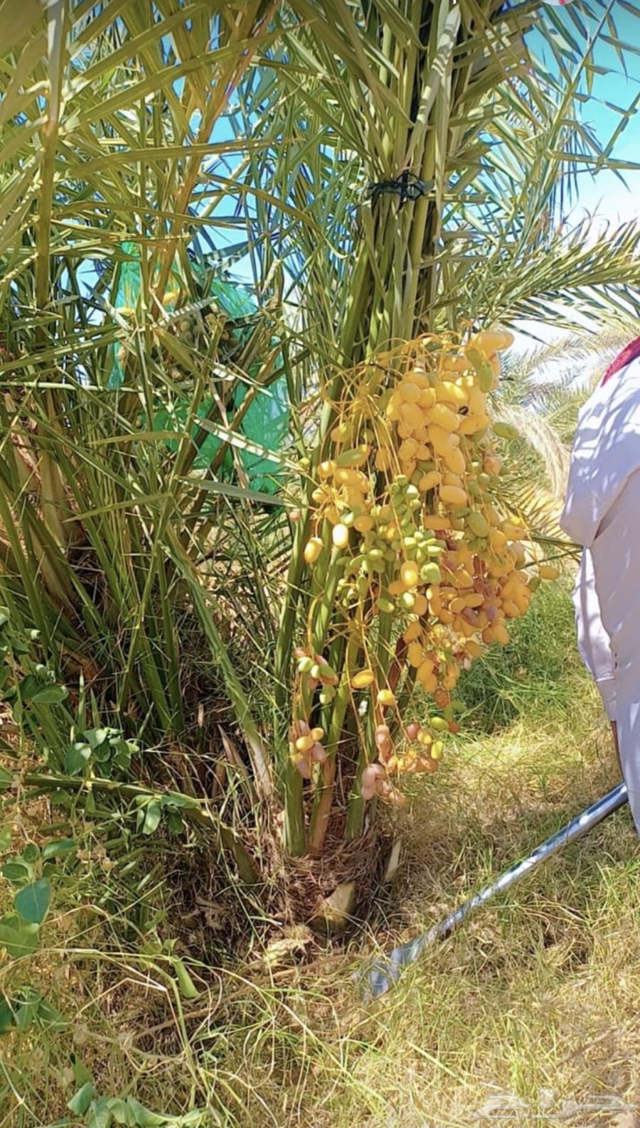 Date palm trees for sale, available in Afif today at a reasonable price64240396341507111