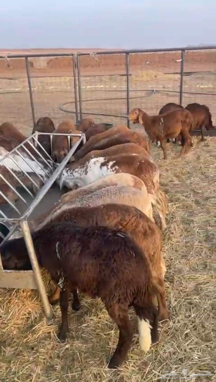 Sukakni Sheep64232992974978111