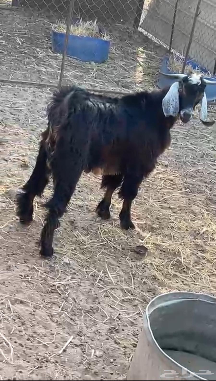 تم البيع64251711459457110