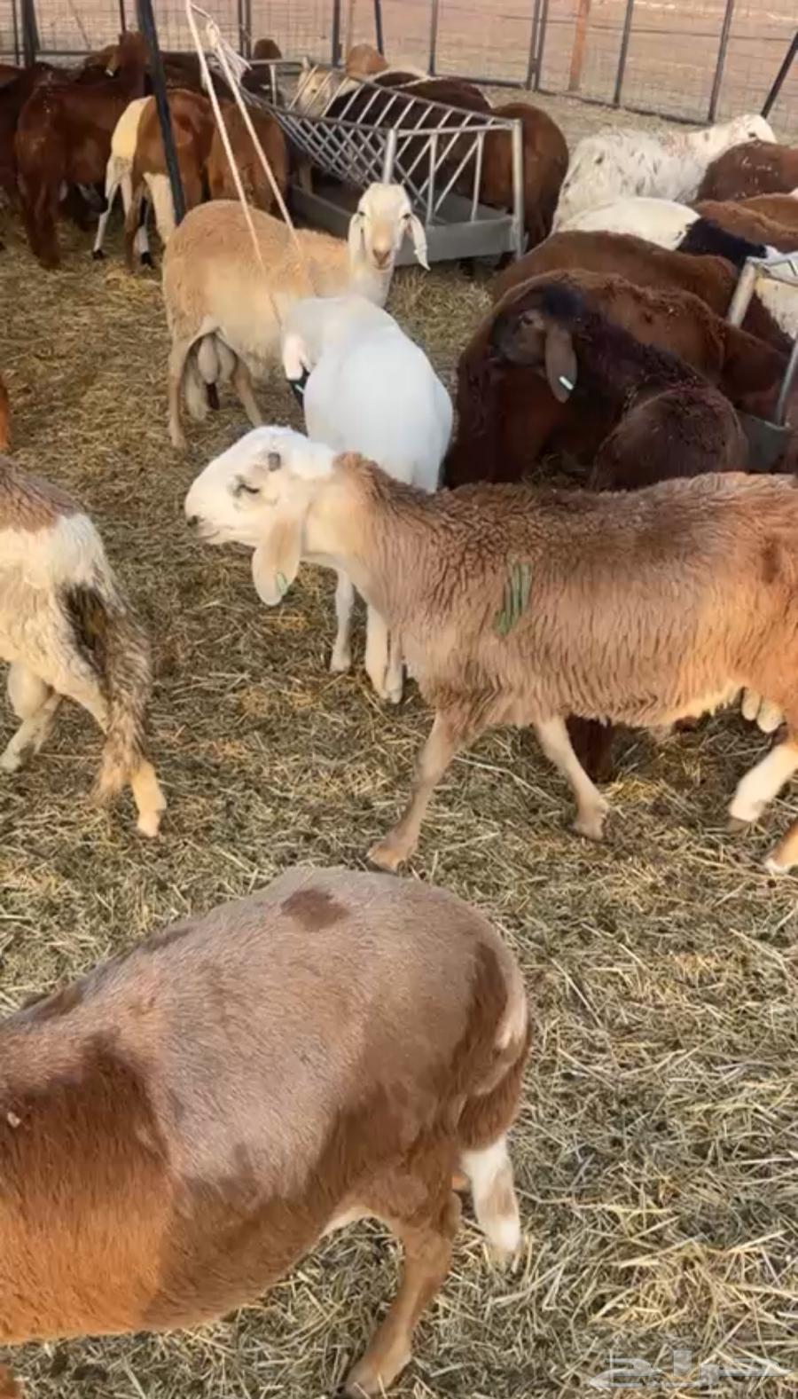 Sukakni Sheep64232992974978112