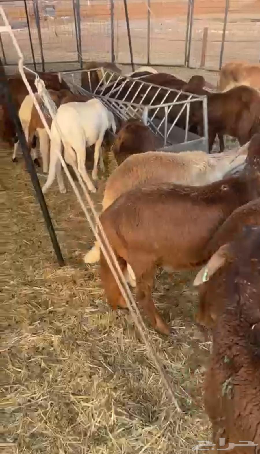 Sukakni Sheep64232992974978110